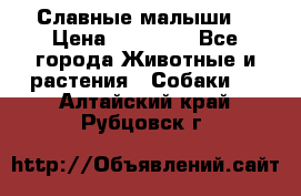 Славные малыши! › Цена ­ 10 000 - Все города Животные и растения » Собаки   . Алтайский край,Рубцовск г.